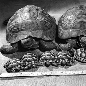 Gertrude the tortoise and husband Fruity Fred with the sextuplets they