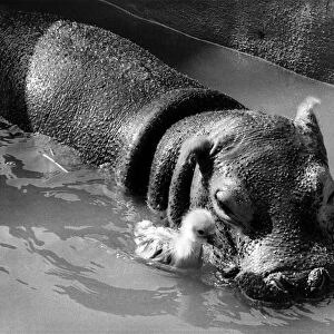 Getting on swimmingly - Tommy the gosling and Esme the hippo. March 1973 P004885
