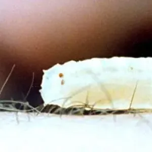 Giant maggots which are used by anglers in July 1993