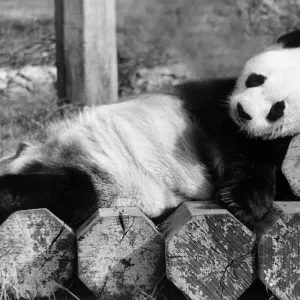 Giant panda An-An is in a sleepy mood at London Zoo. Panda lying on top of a pile Giant panda An-An is in a sleepy mood at London Zoo. Panda lying on top of a pile