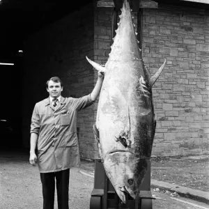 Questo gigante del tonno che pesa più di 700lb, è stato catturato al Mercato Hall di Huddersfield. Questo gigante del tonno che pesa più di 700lb, è stato catturato al Mercato Hall di Huddersfield.