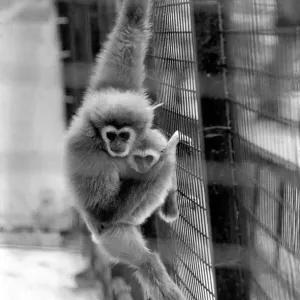 Gibbons at London Zoo. April 1975 75-1806-002 Gibbons at London Zoo. April 1975 75-1806-002