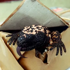 A Gila Monster from Mexico, creeping out of a cardboard box February 1989