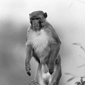 Ginger the Rhesus monkey that lives on farmer Herbert Browning