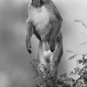 Ginger the Rhesus Monkey Guarding Jersey Cows Print 1956