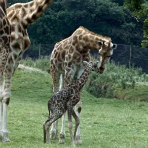 Giraffe at Knowsley Safari Park New born Baby Giraffe August 1979