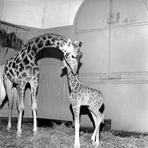 Giraffe at London Zoo with baby. 1960 C28-001