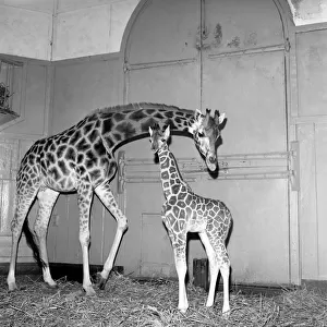 Giraffe at London Zoo with baby. 1960 C28-004
