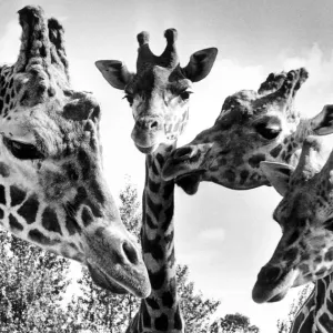 Giraffes at Twycross zoo, Warwickshire. 11th October 1985 Giraffes at Twycross zoo, Warwickshire. 11th October 1985