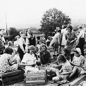 Girls and boys sort through plums in Sheffield during the Second World War