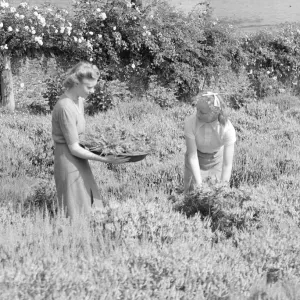 Filles rassemblées pour des épis de blé blanc Front intérieur WW2 Août 1941