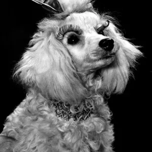 A glamourous white poodle dog wearing Doggy eye lashes stuck down over the eyes A glamourous white poodle dog wearing Doggy eye lashes stuck down over the eyes