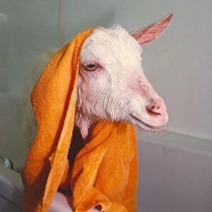 A goat taking a bath