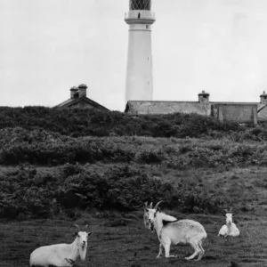 Goats grazing on Flat Holm Island Print 19th August 1967