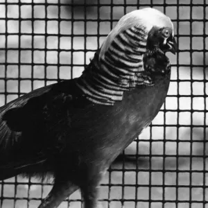 Golden Pheasant at Sefton Park Aviary, Liverpool, 12th October 1977 Golden Pheasant at Sefton Park Aviary, Liverpool, 12th October 1977