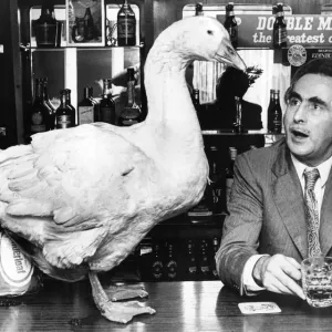 This goose likes a pint as well as the next man, but maybe he should buy his own This goose likes a pint as well as the next man, but maybe he should buy his own