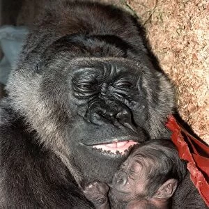 Gorilla Diana cradling her baby. November 1992 P011781