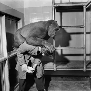 Gorilla playing with the zoo keeper in his pen. July 1952 C5487-001