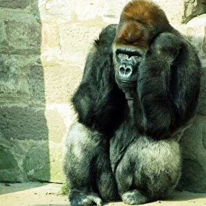 Gorilla sitting in the corner sulking at Chester Zoo. October 1977