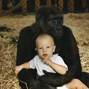 A gorilla sitting with Tanya Aspinall age four and a half on his lap at John Aspinall