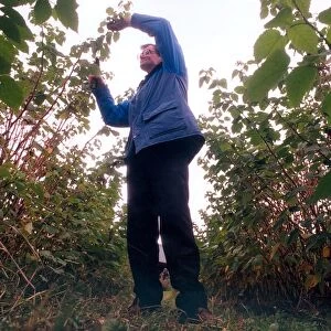 Graeme McCartney prunes raspberry canes in September 1997