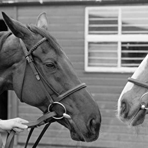 Grand National favourites, Burrough Hill Lad (left) and Corbiere pictured at Jenny