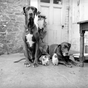 Great Dane dogs guard their kitten charges. Circa 1964