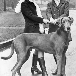 This Great Dane Print from Memory Lane This Great Dane Print from Memory Lane