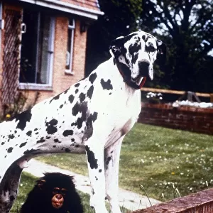 Great Dane Freddie with baby chimp Teddy - january 1993 Animals Dogs