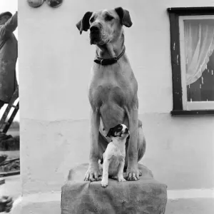 Great Dane and puppy. D2638. 1953