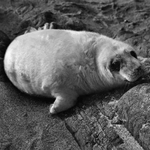 A grey seal. December 1958 P009732 A grey seal. December 1958 P009732