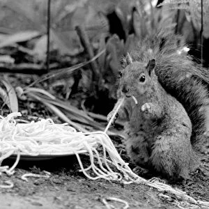 This grey squirrel in Camberley, Surrey, is grabbing a quick meal of spaghetti May