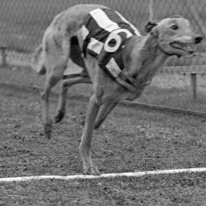 Greyhound Halfpenny Whistle crossing the finishing line whilst in training at Birmingham