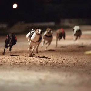 Greyhound Racing at Cleveland Park Stadium Print, 5th April 1994