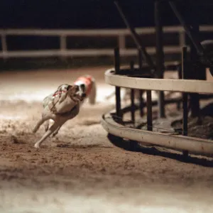 Greyhound Racing at Cleveland Park Stadium in Middlesbrough. 5th April 1994