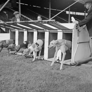 Grauhunde verlassen die Fallen bei einem Probelauf im Rennsport Graubandogs-Racing Tiere Hunde Haustiere
