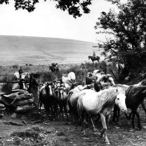 Un grupo de ponis siendo guiados a través de una puerta. 24 de agosto de 1965
