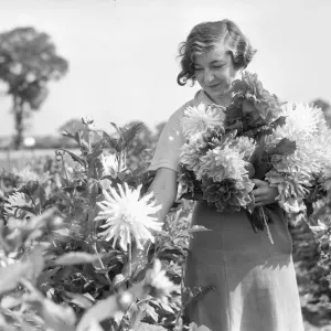 Growers all over the country are getting ready for the National Dahlia Society Show Growers all over the country are getting ready for the National Dahlia Society Show