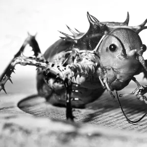 A two and a half inch long spiny grasshopper in January 1992