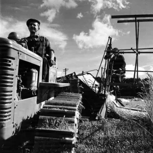 Harvesting near London, August 1945 Print (00868)