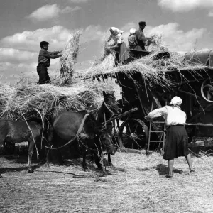 Harvesting scenes on the Chkalov collective farm near the village of Trushki in Harvesting scenes on the Chkalov collective farm near the village of Trushki in
