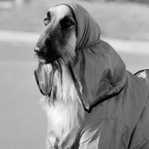 Hassan in his mauve trouser suit Two year old Alyshan Hassan an Afghan Hound is Hassan in his mauve trouser suit Two year old Alyshan Hassan an Afghan Hound is