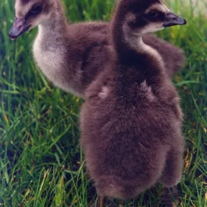 Two Hawaiian Geese goslings Two Hawaiian Geese goslings