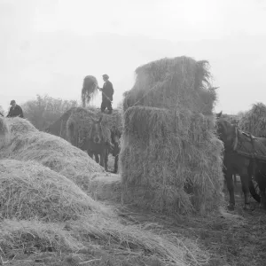 Haymaking in the 1930s Print (01067) Haymaking in the 1930s Print (01067)