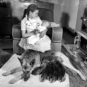 Hazel Ballantyne aged 17 with Nance the Alsatian and the puppies. May 1957