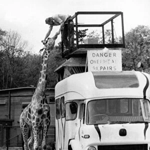Head repair Peter Whitehead and giraffe. July 1986 P011757