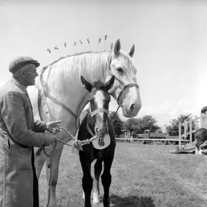 Heavy horse show. Mare and Pony. July 1953 D3730-001 Heavy horse show. Mare and Pony. July 1953 D3730-001