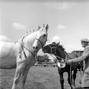 Heavy horse show. Mare and Pony. July 1953 D3730 Heavy horse show. Mare and Pony. July 1953 D3730