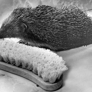 This hedgehog is looking for company and has mistaken this scrubbing brush as a friend