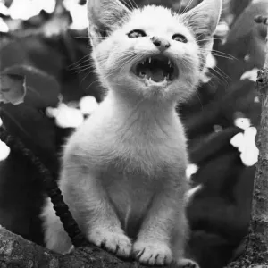 Help, get me down! cries Renault the kitten from the branches of the tree on which he is Help, get me down! cries Renault the kitten from the branches of the tree on which he is